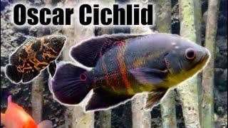 Oscar Cichlid | Care Guide & Species Profile