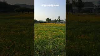 노랗게 불든 강변 풀밭!!