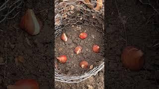 Planting Tulip Bulbs