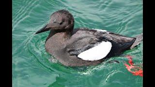 Black Guillemots or Tysties Cepphus grylle fishing, Lerwick, Shetland