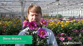 Syngenta Flowers - Happy Days Purple