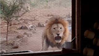 Lion in the kitchen window