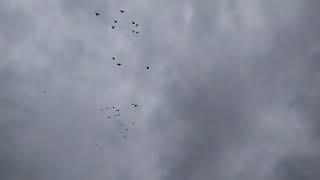 Полет Бакинских голубей после дождя 29.06.20.Flight of Baku fighting pigeons after rain.