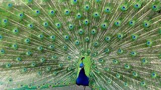 Beautiful Peacock Dance | Amazing Peacock Dance Display |  Peacock Dance Vlog | Noreva Projects