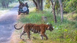 Discover the REAL Jungle Book in Pench Tiger Reserve