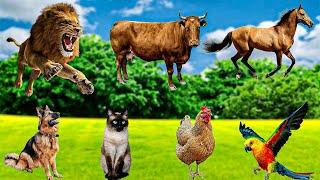 Farm Animal Sounds Parrot, Dog, Cow, Sheep, Rabbit, Lion, Cat, Pig, - Cute Animal Sounds Video