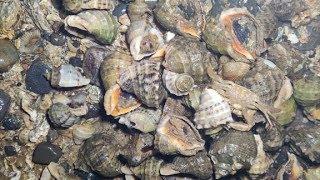 Erdan Encountered A Low Tide, Grabbed A Bucket of Conch to Go Home