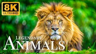 Animals Legendary 8K ULTRA HDSpectacular Escape Of Wild Animals In Nature,Relaxing Music