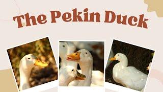 The Pekin Duck: Everything You Need to Know