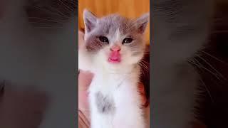 Funny and Cute Moments of Animals  Videos Like  #shorts #0163