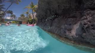Aruba iguana swimming across the lazy river