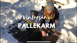 Vintersår i pallekarm