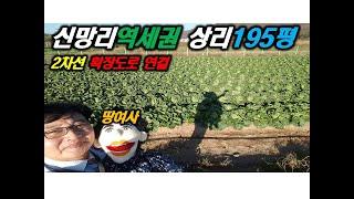 연천땅 신망리역세권땅 195평 전, 전원주택 텃밭 가성비좋은곳 연천토지 파주땅적성땅