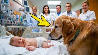 A mysterious dog breaks into a hospital and does the unthinkable to a child in a coma!