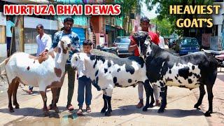 Heaviest Beetal Goat's At Murtuza Bhai Dewas