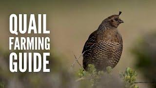 Quail Farming 101: A Guide on Raising Quails