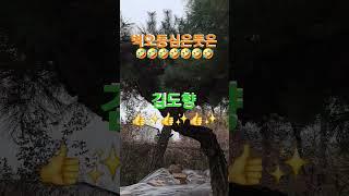 김도향 #벽오동심은뜻은#구독 #좋아요 