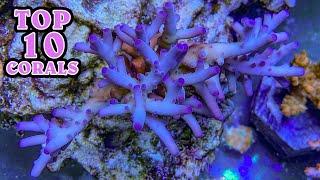 My Top 10 Favorite Corals