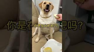 i want to same#shorts #funny #tiktok #animals #dogs