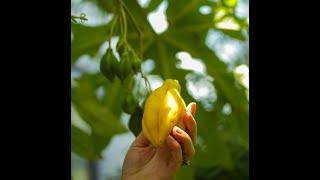 Mountain Paw Paw - Have you tried this delicious tropical fruit?