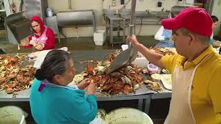 Maryland's Oldest Crab Processor  | Maryland Farm & Harvest