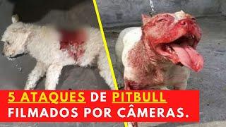 5 ATAQUES DE PITBULL FILMADOS POR CÂMERAS | CENAS FORTES!