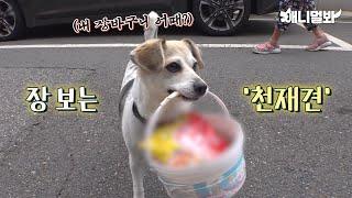 호야의 뒤를 잇는 상위 1프로 선유도 '천재견'ㅣGenius Dog Has Got Talents!!