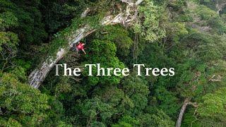 Climbing Trees in Costa Rica's Disappearing CloudForest