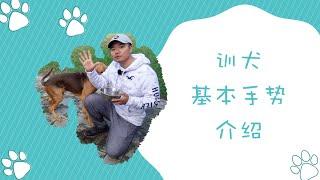 训犬基本手势介绍，手势远比对狗弹琴来的有效，幼犬寄养系列第四天