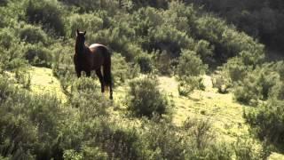 Our Wild Hearts Horse Country USA