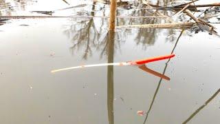 The first FLOAT in the spring and immediately CARP!!! Fishing for carp in spring