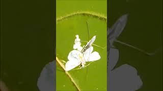 How to eat common water strider / Как питается водомерка прудовая #shorts