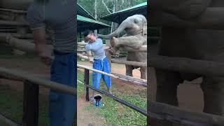 Playful baby elephant pokes guy with his trunk