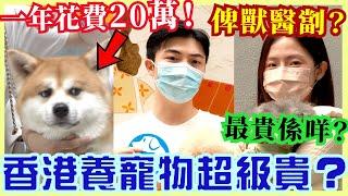 【街訪】香港有錢人先可以養寵物? 港男: 洗咗20萬! 貓狗最貴係咩? 香港養狗麻煩嗎?