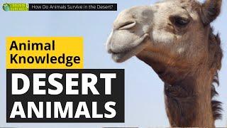 How Do Animals Survive in the Desert?  - Animals for Kids - Educational Video