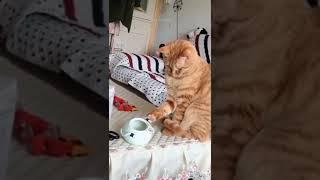 A cat play with a Cup #pet ##beautifulcat #shortsofcat #shorts