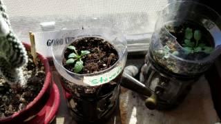 How To Grow White Oak Trees (From Acorn)