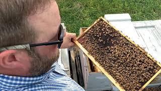 How we introduce a mated queen | beekeeping