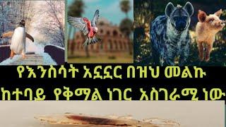 አስደናቂ አንስሳት አኗኗር