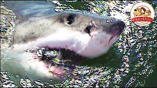 Legendary Monsters: Up Close and Personal with the Great White Shark【Amazing Animals/WAKUWAKU】