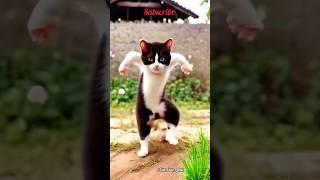 cute cat funny dance video  || #funny #funnydance #ytshort #shortfeed #youtubeshorts  #shortviral