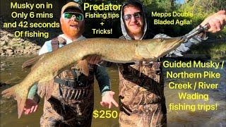 Small Creek / River Musky Fishing! Michigan Guided Fishing Trips! Crystal Clear Creek Mepps Fishing!