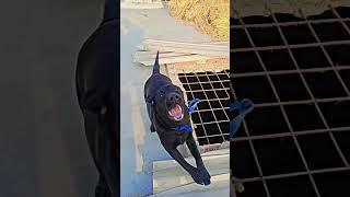 Dog videos||shooting videos#reels #vlog #shortsvideo #dance #1k #viral #shorts#1m#dog #dog good#yt#