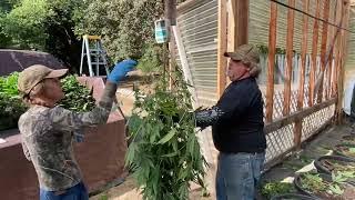 A glimpse inside a Humboldt County cannabis greenhouse