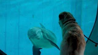 Kevin The Dog Visits Clearwater Marine Aquarium