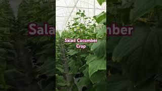 #foryou #farming #greenhouse #polytunnel #agriculture #cucumber #salad #modernagricultureworldwide