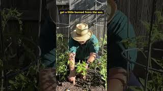 Propagating Basil For A Free Companion For Tomato Plants