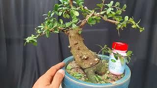 hải châu vài trăm (18/5/2024) clip 379 #bonsaivietnam #bonsai ️️️️️ 0987180737