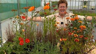 How to Build a Border with Zingy, Orange Garden Perennials