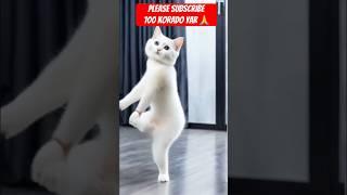 ️New Cat Danc Romentic Song#cute #funny #romanticsong #hindisongs ️